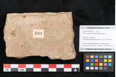 Foto (Objekt + Etikett) von Pinus palaeostrobus Ettingshausen (NHMW-GEO-2024-0188-8262)